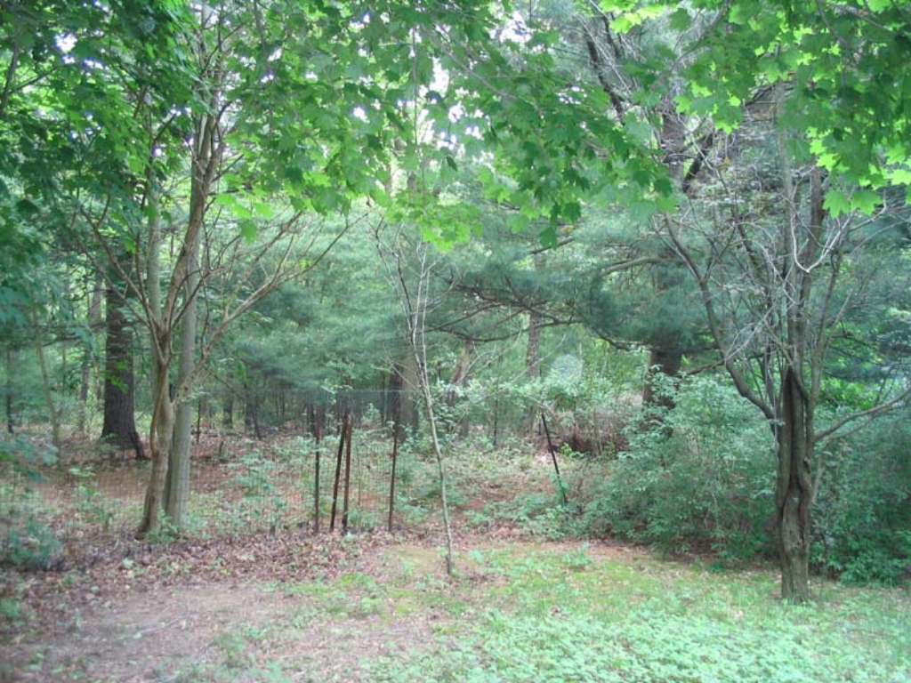 yard_003.jpg